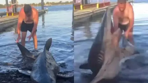 Hombre ayuda a tiburón a volver al mar en Australia y comienzan a nadar con él _ VIDEO.jpg