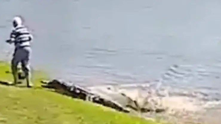 VIDEO_ Ataque de cocodrilo en asilo de ancianos cobra la vida de una mujer que paseaba a su perro