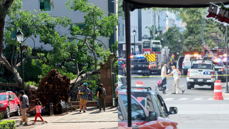Un árbol de la Alameda Hidalgo cae sobre la avenida Corregidora
