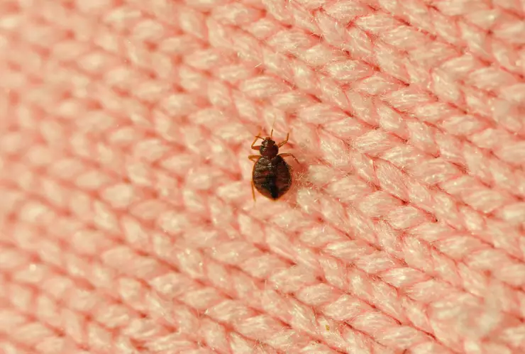 lavar ropa eliminar chinches