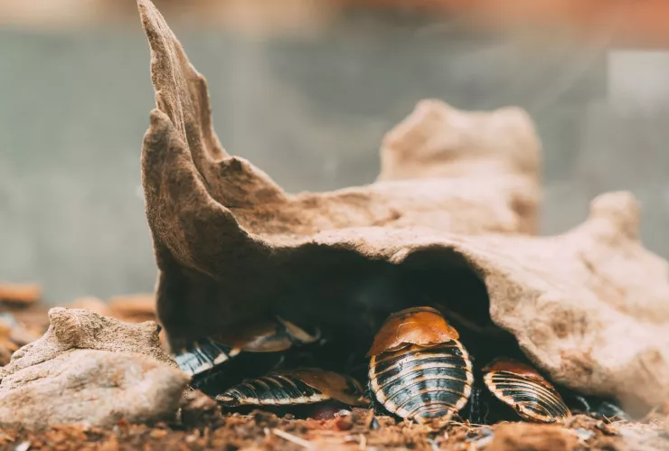 ¿A dónde van las cucarachas cuando hace frío? ¡Entérate aquí!