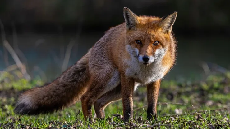 /animales/zorro-es-animal-experto-enganar