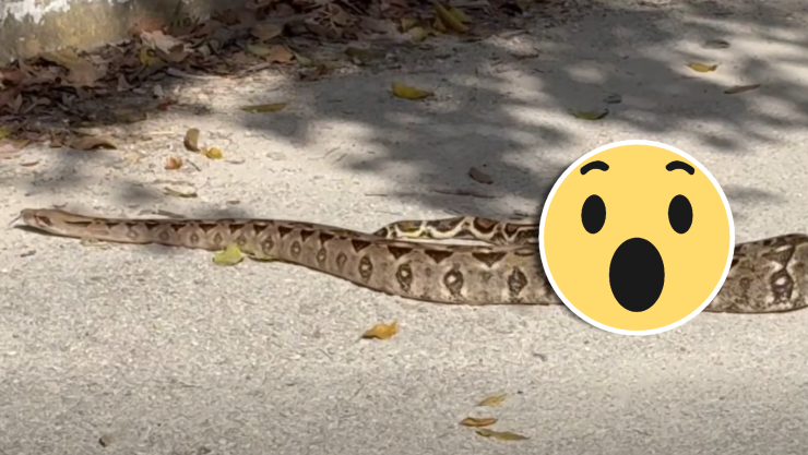 ¡Vaya vecina! Serpiente de 2 metros ‘se pasea’ en zona residencial de Puerto Morelos; así reacción la gente al ver el ‘culebrón’.webp