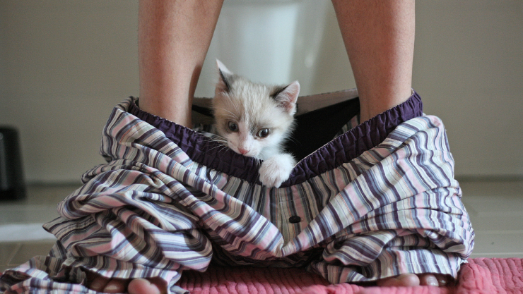 Los motivo por los que los gatos nos acompañan al baño