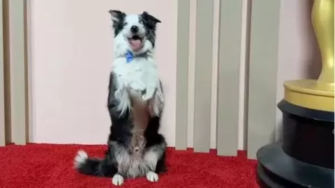 quien es messi el perro actor.jpg