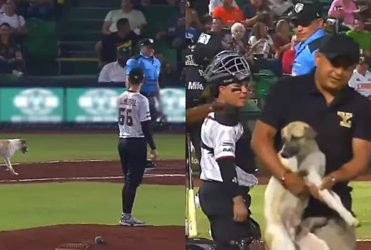 ¡Llegó safe al home! Perrito ganó el duelo de Leones de Yucatán y nuestros corazones