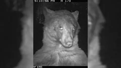 Oso se tomó SELFIES con cámara de vida silveste y se VIRALIZA