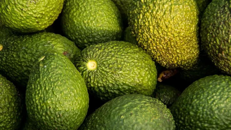 Más de la mitad de los municipios de Jalisco producen aguacate