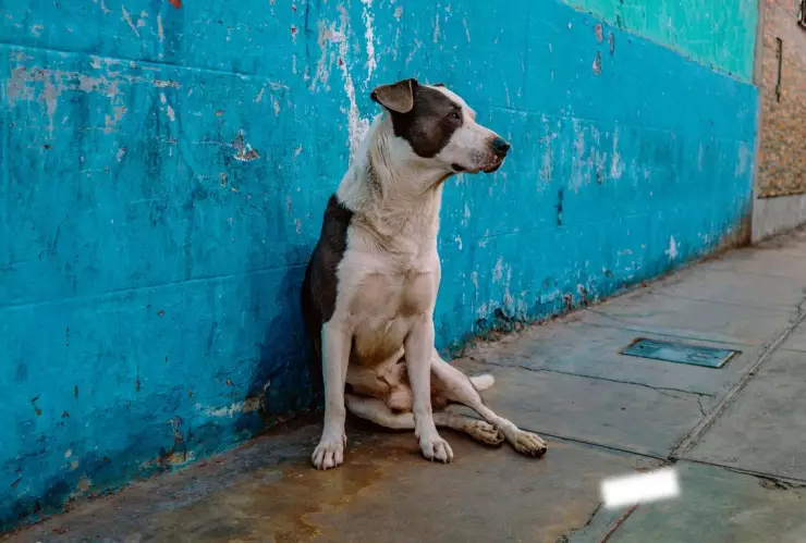 Bomberos de Monclova matan a perritos