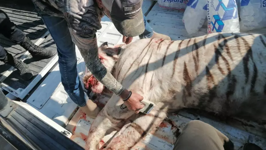 Profepa presenta denuncia por muerte de tigre en Querétaro