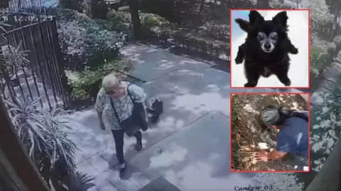 Revelan VIDEO de los últimos momentos de Moni, perrita asesinada en Coyoacán