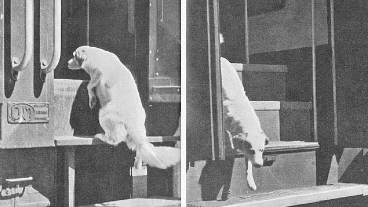 perrito aprende a viajar en tren.jpg