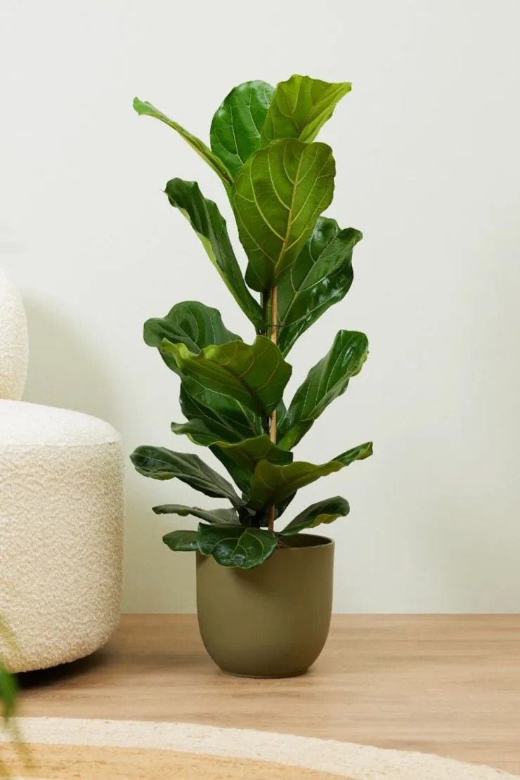 No debes poner ficus en casa