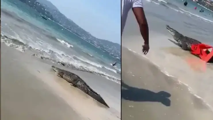 ‘Sálgase del agua’ Cocodrilo invade playa en Zihuatanejo y asusta bañistas; video.jpg