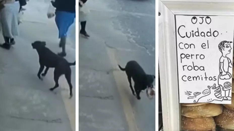 perro roba cemitas Puebla