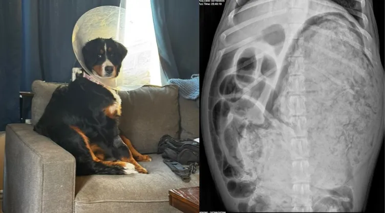 La perrita Luna y la radiografía de su estómago.