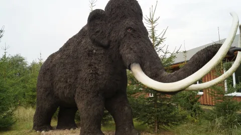 Mamut Lanudo