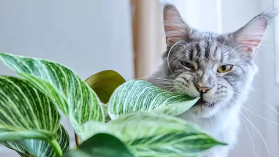 gatossssss planatas.jpg