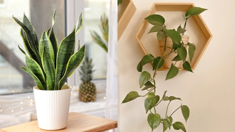 Plantas fáciles de cuidar