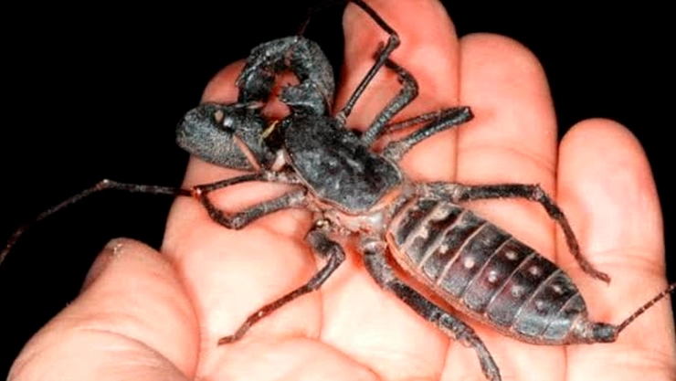 Los vinagrillos son más inofensivos: descubre a estos fascinantes arácnidos