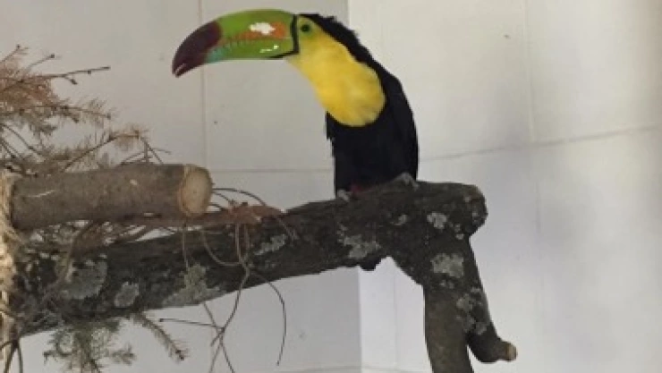 ¿Apareció “Mariano”, el tucán que andaba libre en la CDMX? 