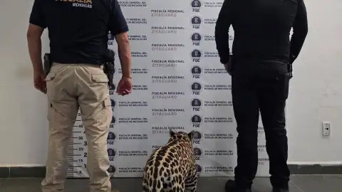 Jaguar