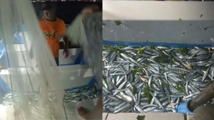 Peces pajaritos Sinaloa