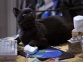 salem-saberhagen-sabrina-la-bruja-adolescente