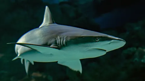 Ataque de tiburón en Las Bahamas causa terror; la víctima que fue un niño de 10 años