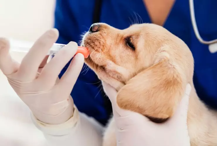 CDMX tendrá campaña de esterilización y vacunación gratuita