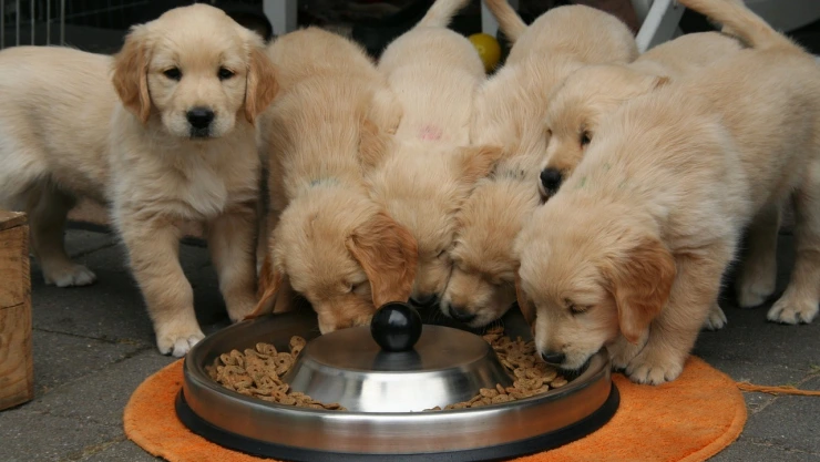 ¿Qué frutas puede comer un perro? Los beneficios que tiene para su salud