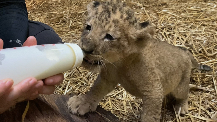 Simba-primer-cahorro-león-por-inseminación-artificial.jpg