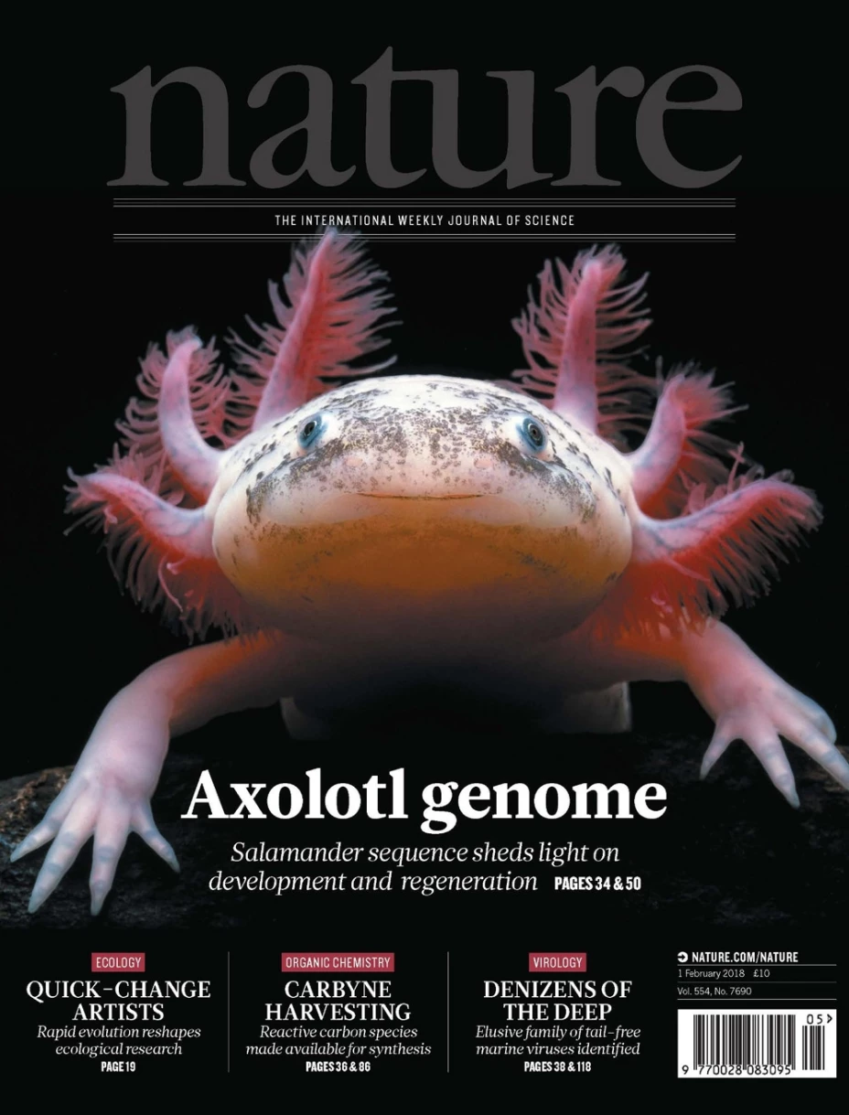 Axolote