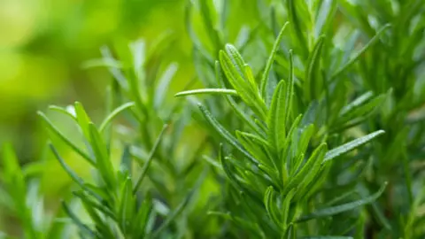 Romero, la hierba con inmensos beneficios para el cuerpo