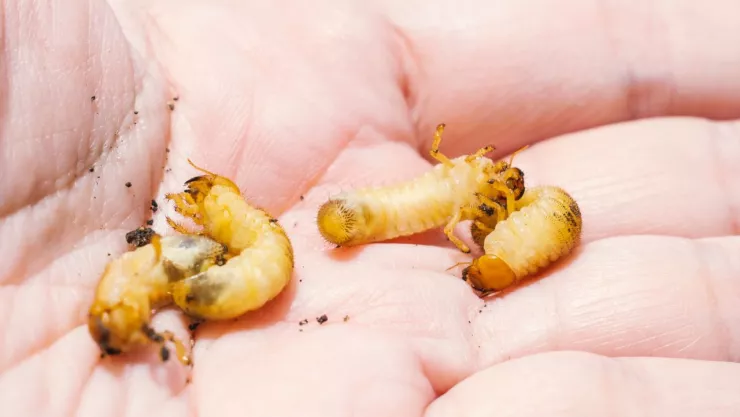 Gusano barrenador en México