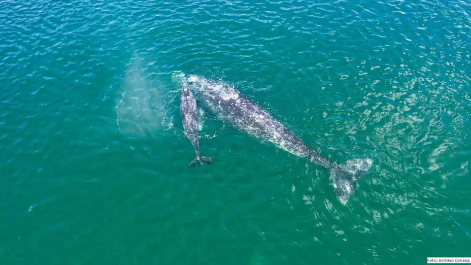 Llegan primeros ejemplares de Ballena Gris en Reserva de El Vizcaíno.jpeg