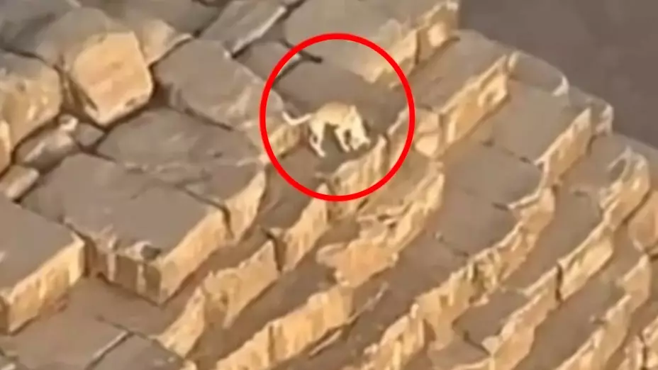 Perro llega a la cima de la Gran Pirámide de Guiza (VIDEO).jpg