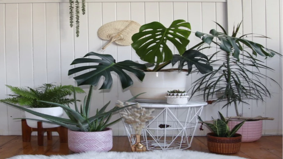 Estas plantas de interior requieren de poco cuidados y son longevas