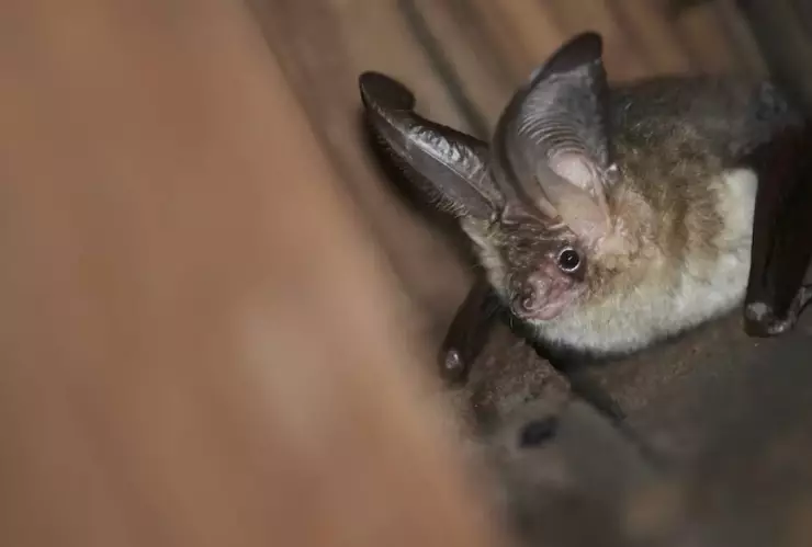 Muere niña de 8 años tras mordedura de murciélago en Oaxaca