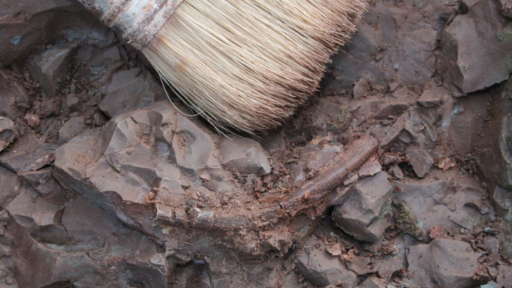 Cementerio de dinosaurios