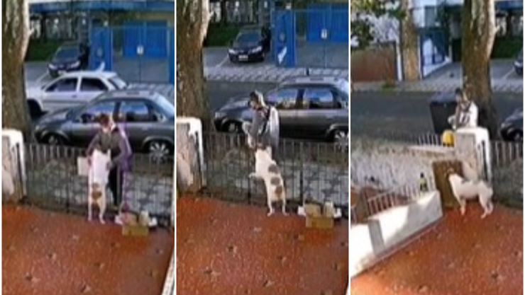 perro robo suéter.jpg