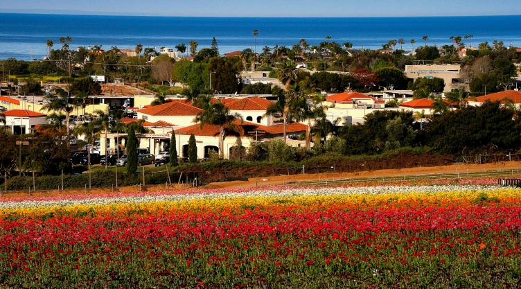 el campo floral de Carlsbad, California.