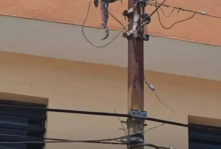 FOTOS Serpiente muere por fuerte descarga eléctrica en el centro de México