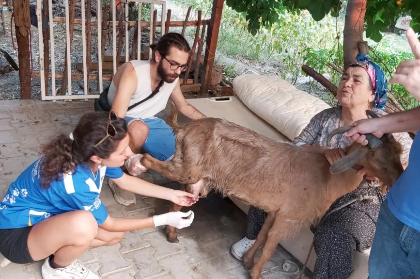 HAYTAP recoge a animales heridos por los incendios en Turquía