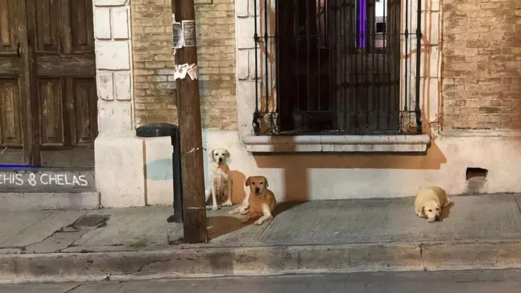 joven pide no rescatar a sus perros pues se escapan cada noche en el centro de saltillo.jpg