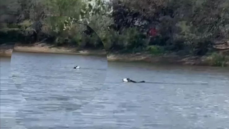 VIDEO Perro husky busca desesperado a su dueño ahogado en presa de Aguascalientes