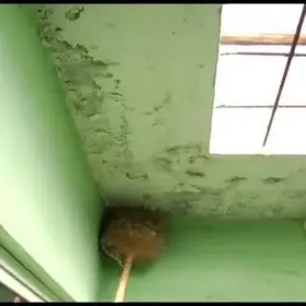 La humedad ha invadido su casa