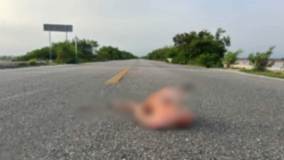 Flamenco atropellado en la carretera Chixchulub Puerto; ¿Qué es lo que se sabe al respecto?