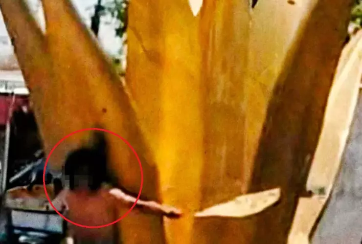 amarran a presunto ladrón a maguey misiones de san francisco