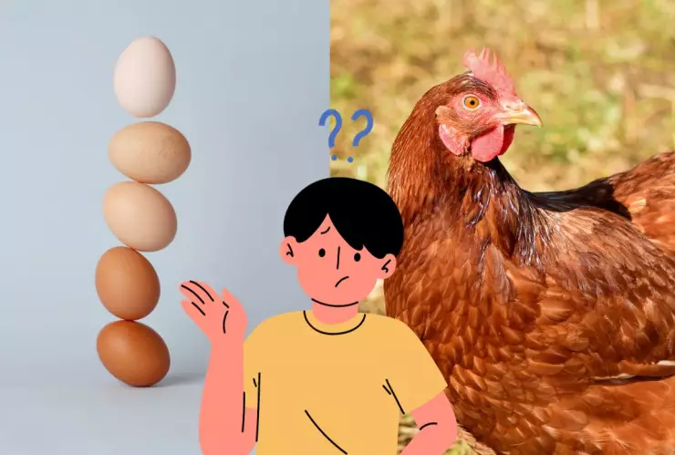 ¿Qué fue primero, la gallina o el huevo?